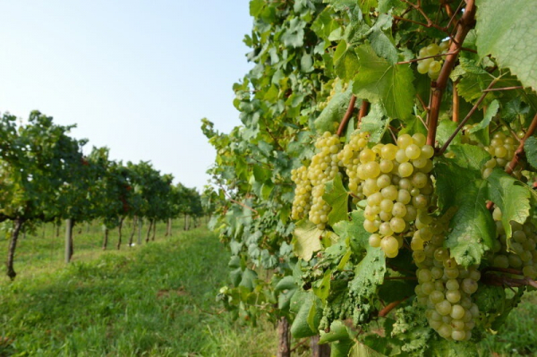 Август — пора ухода за виноградной лозой